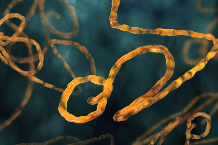Ebola virus. Image by Festa via Shutterstock