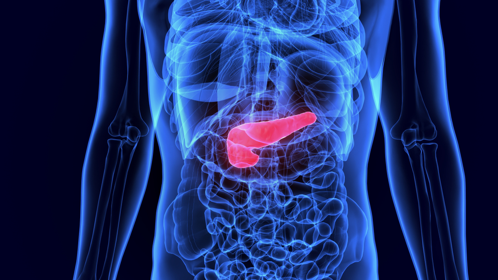Artist impression of the pancreas. Image courtesy of Life science via shutterstock
