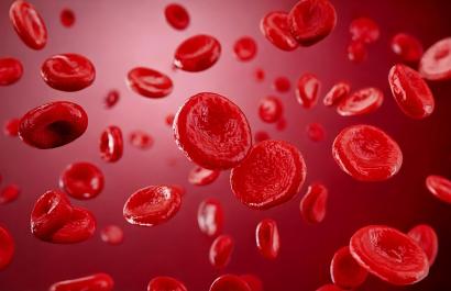 Blood cells under a microscope. Image by The 1969 Studio via Shutterstock.