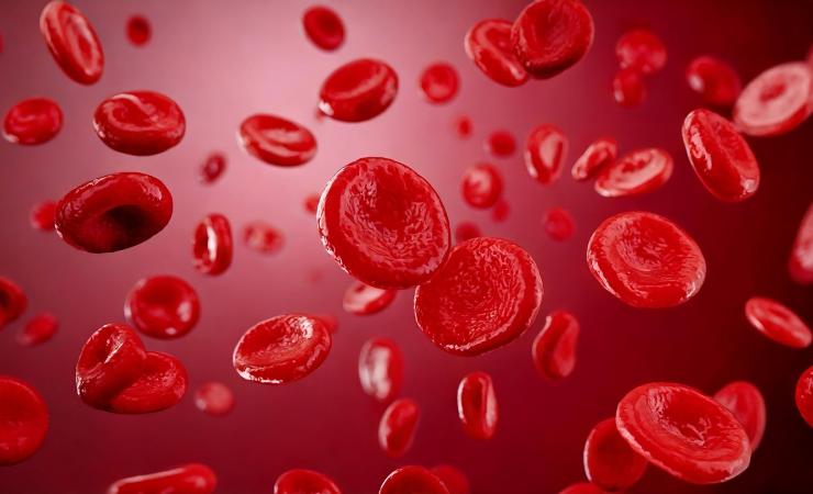 Blood cells under a microscope. Image by The 1969 Studio via Shutterstock.