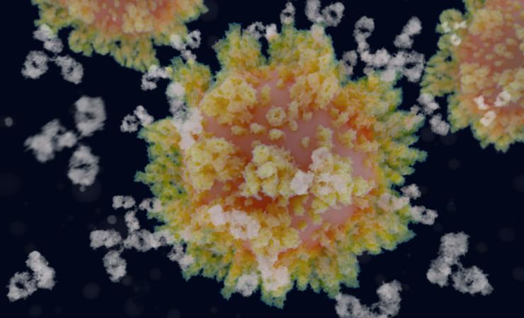 Covid antibodies and spike sites. Image by Juan Gaertner via Shutterstock