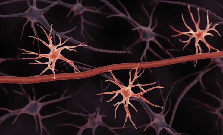 The IM2PACT project developed a new method to extract endothelial and brain cells simultaneously at high yields. Image credit: ART-ur via Shutterstock. 