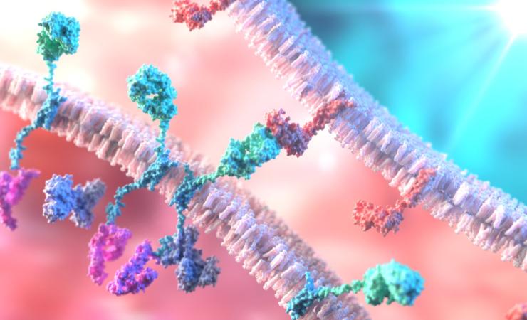 T-Cell binding to a tumor cell using Chimeric Antigen Receptor (CAR). Image credit: Alpha Tauri 3D Graphics via Shutterstock.