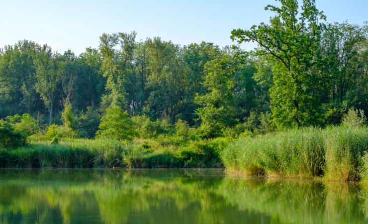 The River Danube in Austria - the sky is blue and the trees by the river are reflected in the water. Image by Simlinger via Shutterstock.
