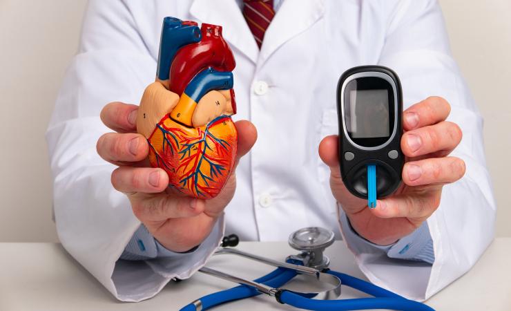 A doctor holding up an anatomical heart and a glucometer. Image credit: Filins via Adobe Stock.