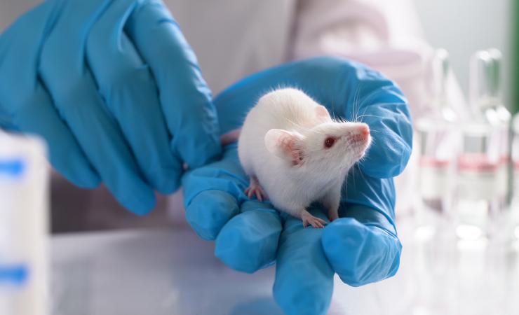 Lab mouse in researcher's hands. Image credit: filin174 via Adobe Stock