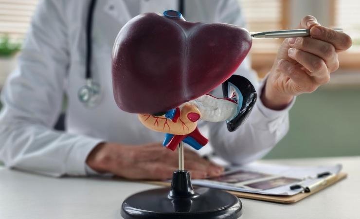 A doctor points at a model of a liver on a desk.