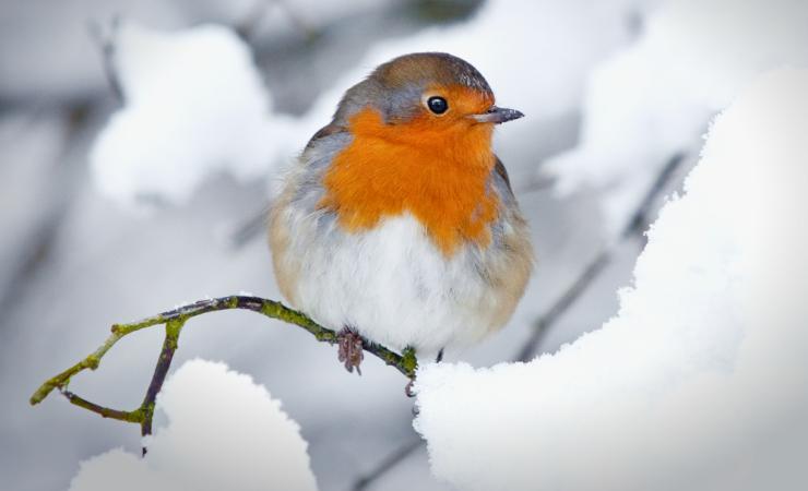 A European robin sitting on a snow-covered twig. Image by Steve Horsley via Shutterstock.