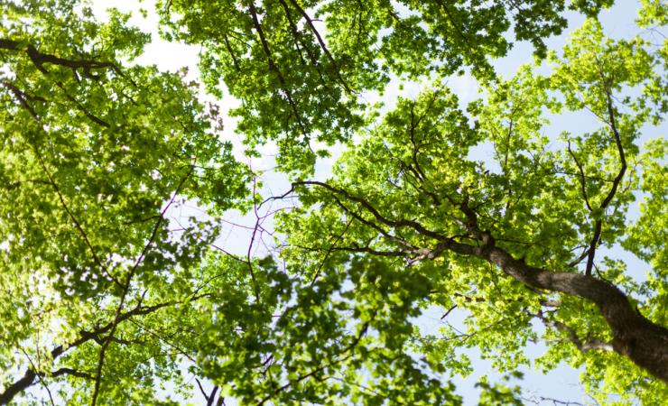 A view of the crowns of tall, leafy trees, seen from below. Image by Andre Onegin via Shutterstock.