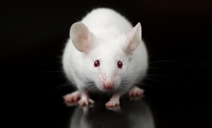 A close-up of a white mouse, seen from the front, against a black background. Image by Janson George via Shutterstock