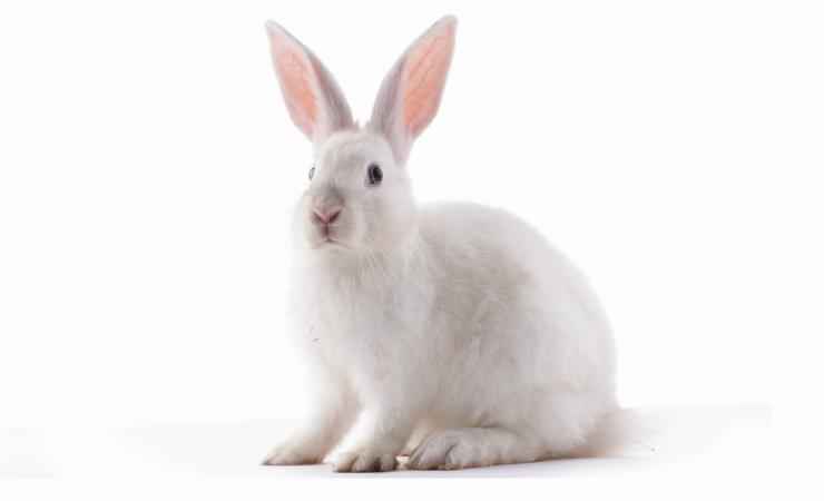 A white rabbit against a plain white background. Image by cameilia via Shutterstock.
