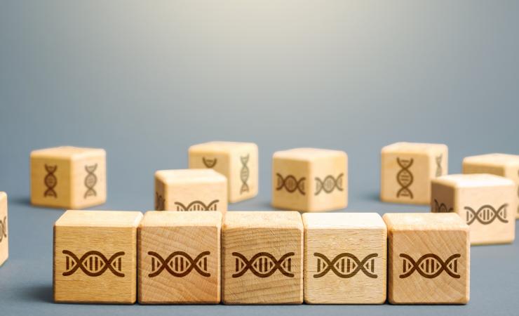 Wooden blocks with DNA symbols on them. Image by Andrii Yalanskyi via Shutterstock.