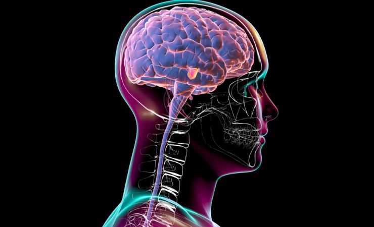 Illustration of a man, his brain and spinal column. Image by Kateryna Kon via Shutterstock