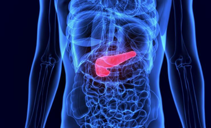 Pancreas by Life science via Shutterstock