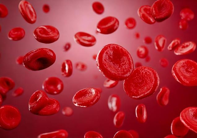 Blood cells under a microscope. Image by The 1969 Studio via Shutterstock.