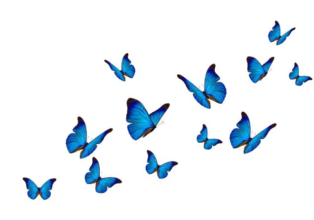 Blue butterflies on a white background. Image by Butterfly hunter via Shutterstock.