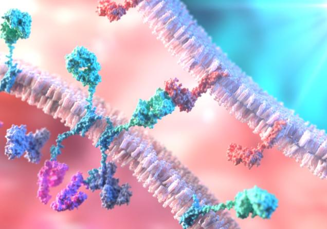 T-Cell binding to a tumour cell using Chimeric Antigen Receptor (CAR). Image credit: Alpha Tauri 3D Graphics via Shutterstock.