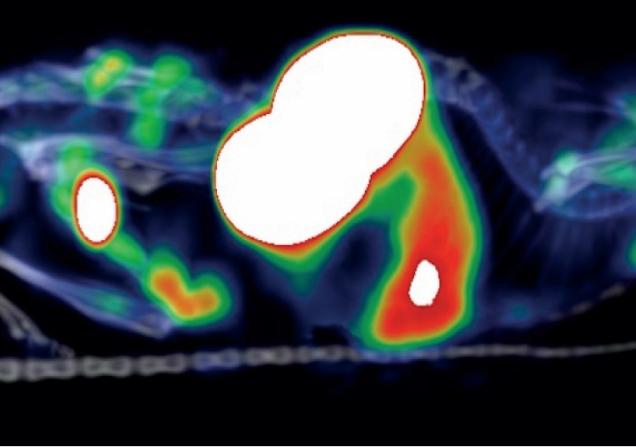 A scan of a mouse with the CD163-targeting immunotracers lit up in red and green. The large white parts are the kidneys. Image credit: Immune-Image project.