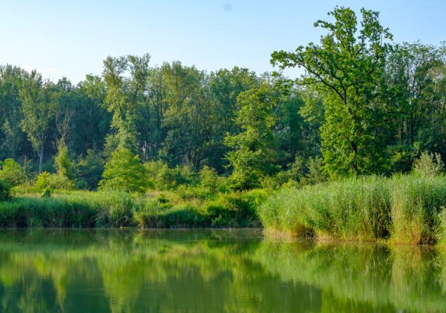 The River Danube in Austria - the sky is blue and the trees by the river are reflected in the water. Image by Simlinger via Shutterstock.