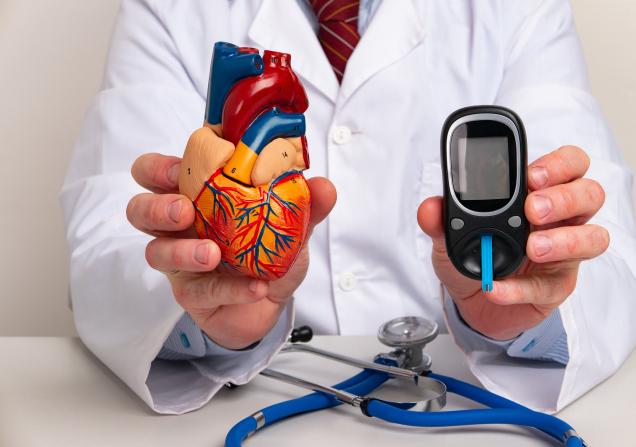 A doctor holding up an anatomical heart and a glucometer. Image credit: Filins via Adobe Stock.