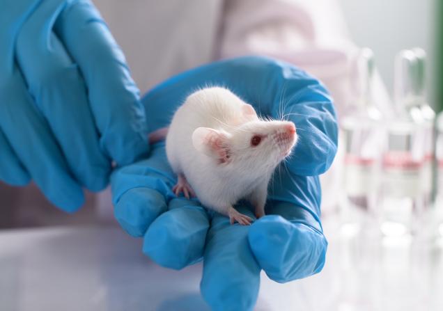 Lab mouse in researcher's hands. Image credit: filin174 via Adobe Stock