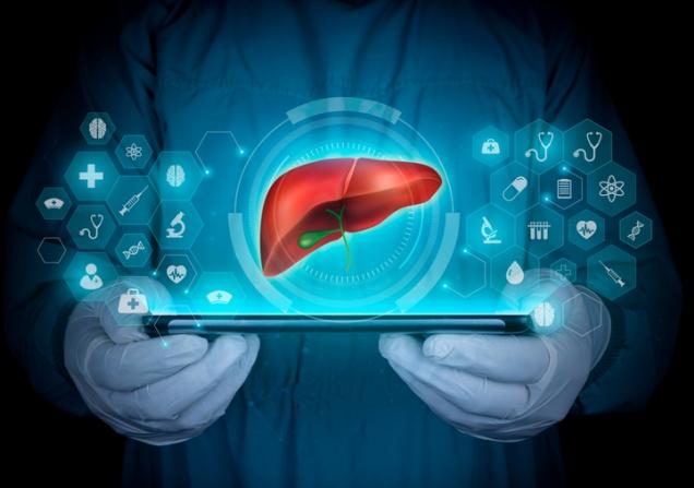 Hands holding a liver over a tablet. Image credit: Antonio Marca, Shutterstock