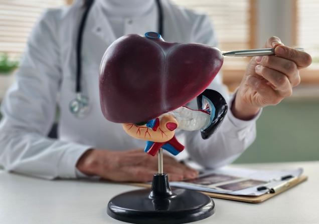 A doctor points at a model of a liver on a desk. Image credit: NMKStudio via Shutterstock