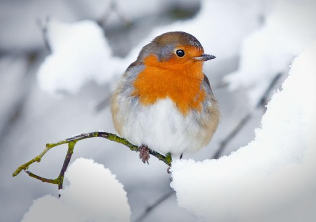A European robin sitting on a snow-covered twig. Image by Steve Horsley via Shutterstock.