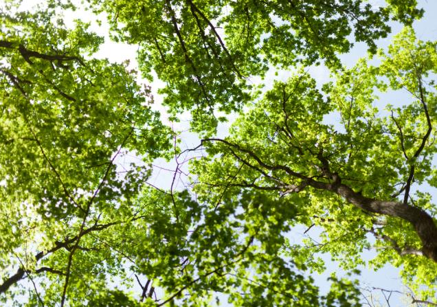 A view of the crowns of tall, leafy trees, seen from below. Image by Andre Onegin via Shutterstock.