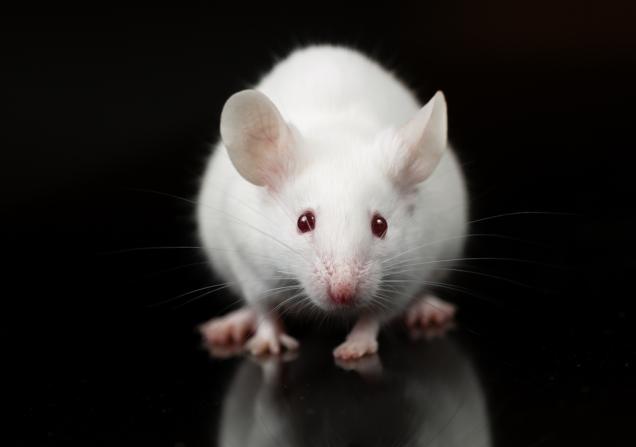 A close-up of a white mouse, seen from the front, against a black background. Image by Janson George via Shutterstock