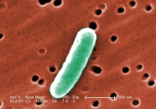 An E. coli bacterium. Image by Everett Collection via Shutterstock