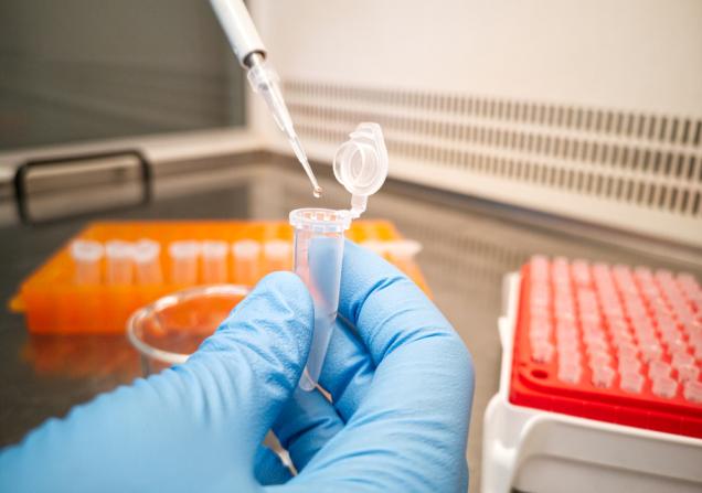 Lab technician in blue medical gloves using an electronic pipette to put liquid in an eppendorf. Image by Ladanifer via Shutterstock