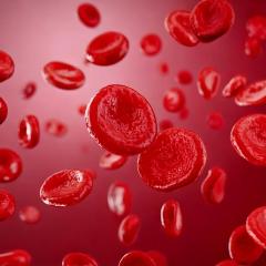 Blood cells under a microscope. Image by The 1969 Studio via Shutterstock. Blood cells under a microscope. Image by The 1969 Studio via Shutterstock.