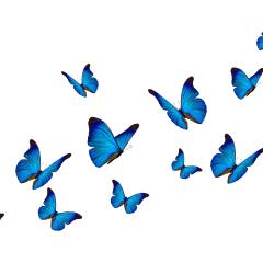 Blue butterflies on a white background. Image by Butterfly hunter via Shutterstock.
