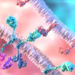 T-Cell binding to a tumour cell using Chimeric Antigen Receptor (CAR). Image credit: Alpha Tauri 3D Graphics via Shutterstock. T-Cell binding to a tumor cell using Chimeric Antigen Receptor (CAR). Image credit: Alpha Tauri 3D Graphics via Shutterstock.