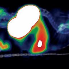A scan of a mouse with the CD163-targeting immunotracers lit up in red and green. The large white parts are the kidneys. Image credit: Immune-Image project. A scan of a mouse with the CD163-targeting immunotracers lit up in red and green. The large white parts are the kidneys. Image credit: Immune-Image project.