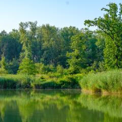 The River Danube in Austria - the sky is blue and the trees by the river are reflected in the water. Image by Simlinger via Shutterstock.