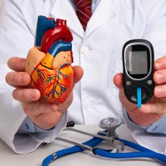 A doctor holding up an anatomical heart and a glucometer. Image credit: Filins via Adobe Stock.