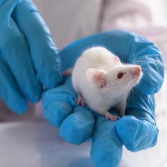 Lab mouse in researcher's hands. Image credit: filin174 via Adobe Stock