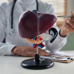 A doctor points at a model of a liver on a desk.