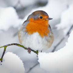 A European robin sitting on a snow-covered twig. Image by Steve Horsley via Shutterstock.