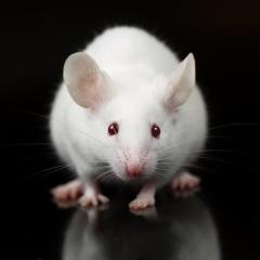 A close-up of a white mouse, seen from the front, against a black background. Image by Janson George via Shutterstock