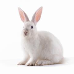 Image by cameilia via Shutterstock. A white rabbit against a plain white background. Image by cameilia via Shutterstock.