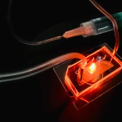 imSAVAR's breast cancer on a chip. Image credit: µOrganoLab 2024. imSAVAR's breast cancer on a chip. Image credit: µOrganoLab 2024.