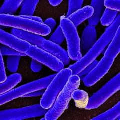 A scanning electron micrograph of Escherichia coli - the bacteria appear blue against a dark background.