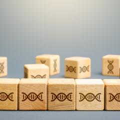 Wooden blocks with DNA symbols on them. Image by Andrii Yalanskyi via Shutterstock.