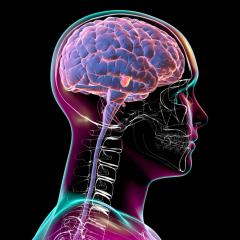 Illustration of a man, his brain and spinal column. Image by Kateryna Kon via Shutterstock