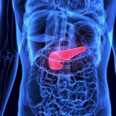 Pancreas by Life science via Shutterstock